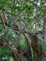 Ficus racemosa