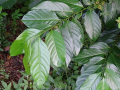Diospyros maritima