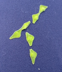 Desmodium paniculatum
