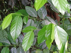 Diospyros maritima