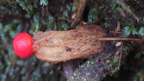 stalked puffball-in-aspic (Calostoma cinnabarinum)