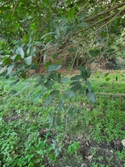 Ficus racemosa