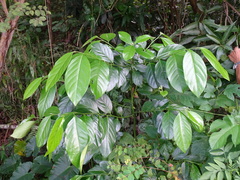 Diospyros maritima