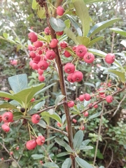 Pyracantha coccinea