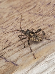 Leptoglossus clypealis