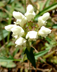 Prunella laciniata