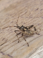 Leptoglossus clypealis