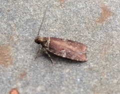 Agonopterix lythrella