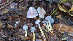 Gliophorus