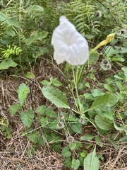Ruellia metziae