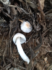 Leucoagaricus barssii