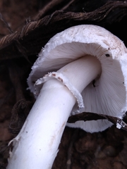 Leucoagaricus barssii
