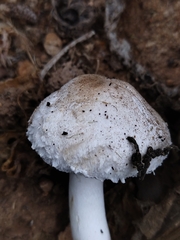 Leucoagaricus barssii