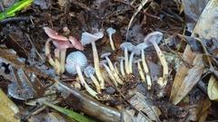 Gliophorus