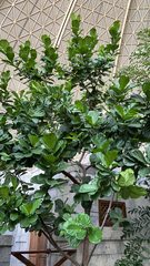 Ficus lyrata