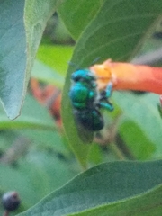 Euglossa
