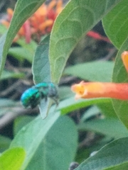 Euglossa