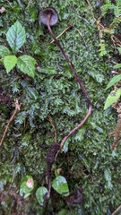 Psilocybe neoxalapensis