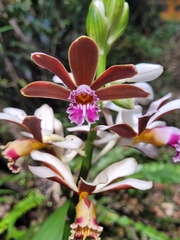 Phaius callosus