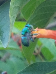 Euglossa