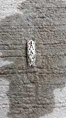 Hypercompe permaculata