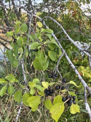 Rhamnus