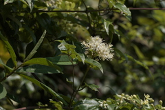 Clematis gouriana