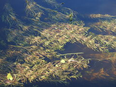 Potamogeton lucens
