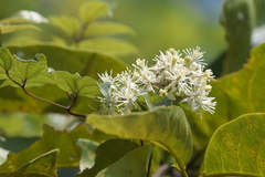 Clematis gouriana
