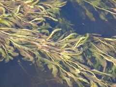 Potamogeton lucens