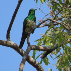 Chrysococcyx cupreus