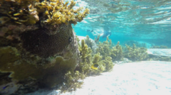 Chaetodon lunula