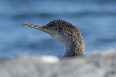 Gulosus aristotelis desmarestii