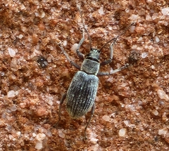 Cyrtepistomus castaneus