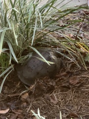 Terrapene carolina major