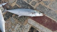 Sarda orientalis