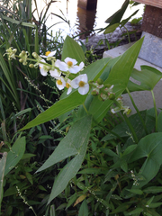 Sagittaria brevirostra