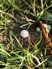 Lycoperdon curtisii
