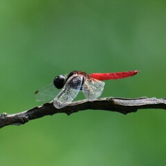 Aethriamanta brevipennis