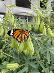 Danaus genutia