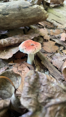 Russula cremoricolor
