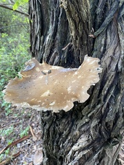 Pleurotus australis