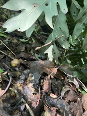 Anura