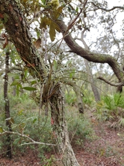 Tillandsia fasciculata