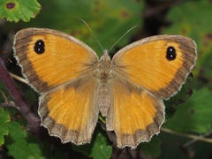 Pyronia cecilia
