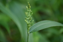 Setaria