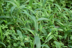 Setaria