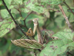 Tenodera