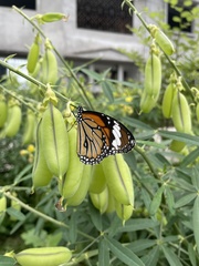 Danaus genutia