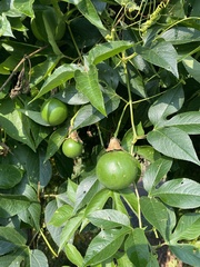 Passiflora